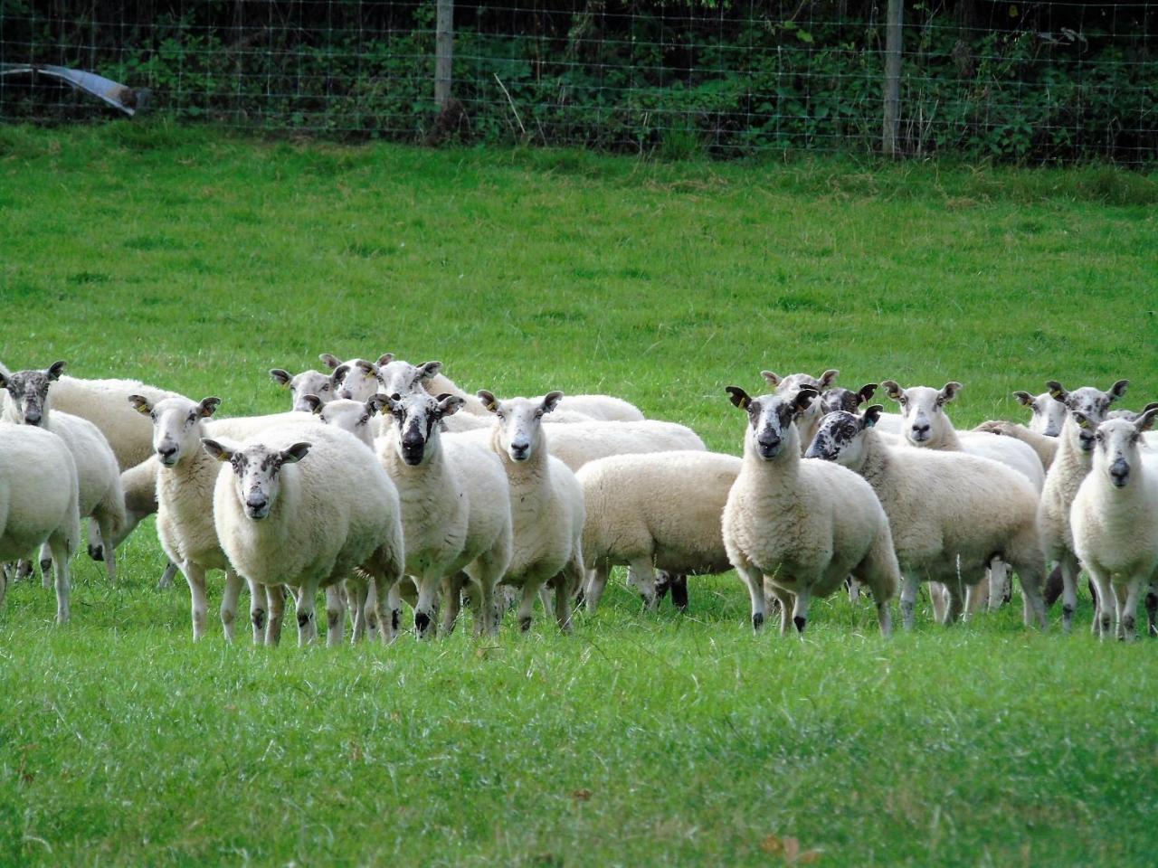Pwllgwilym B & B Builth Wells Exteriör bild