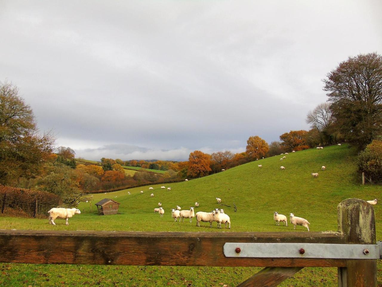 Pwllgwilym B & B Builth Wells Exteriör bild